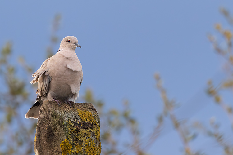 Collared dove sitting on a post in lovely light